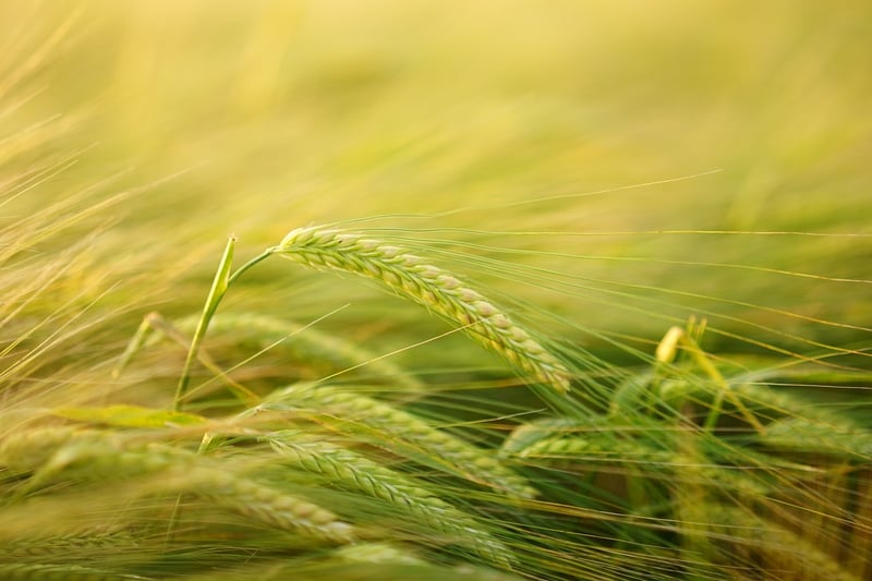 Qi Energy Cultivation